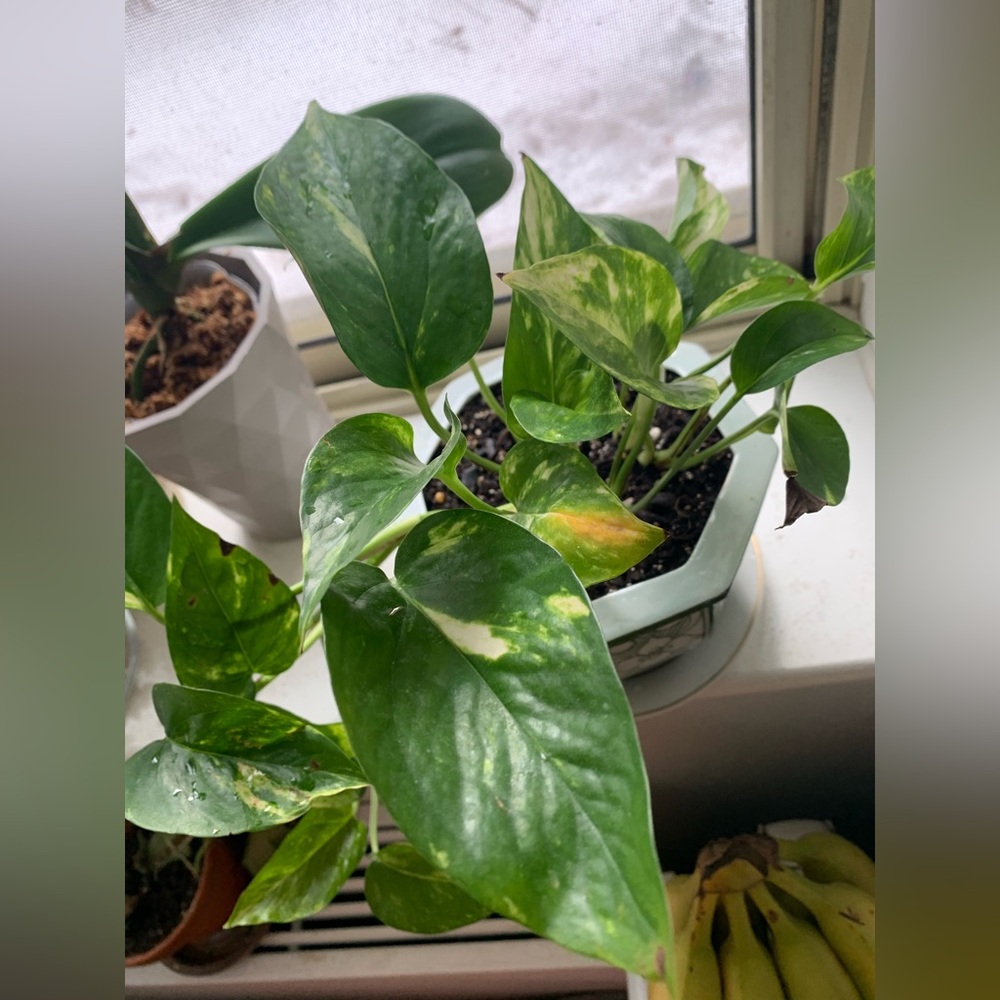 Golden Pothos Plant